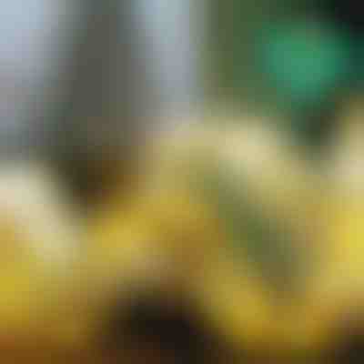 Светеща Коледна Панделка (500 см) | SHINESTRAP 1+1 БЕЗПЛАТНО