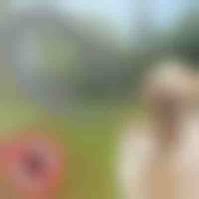 Нашийник против кърлежи и бълхи за домашни любимци PETPROTECT